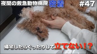 救え！動物たちの命　救急動物病院に密着！#47