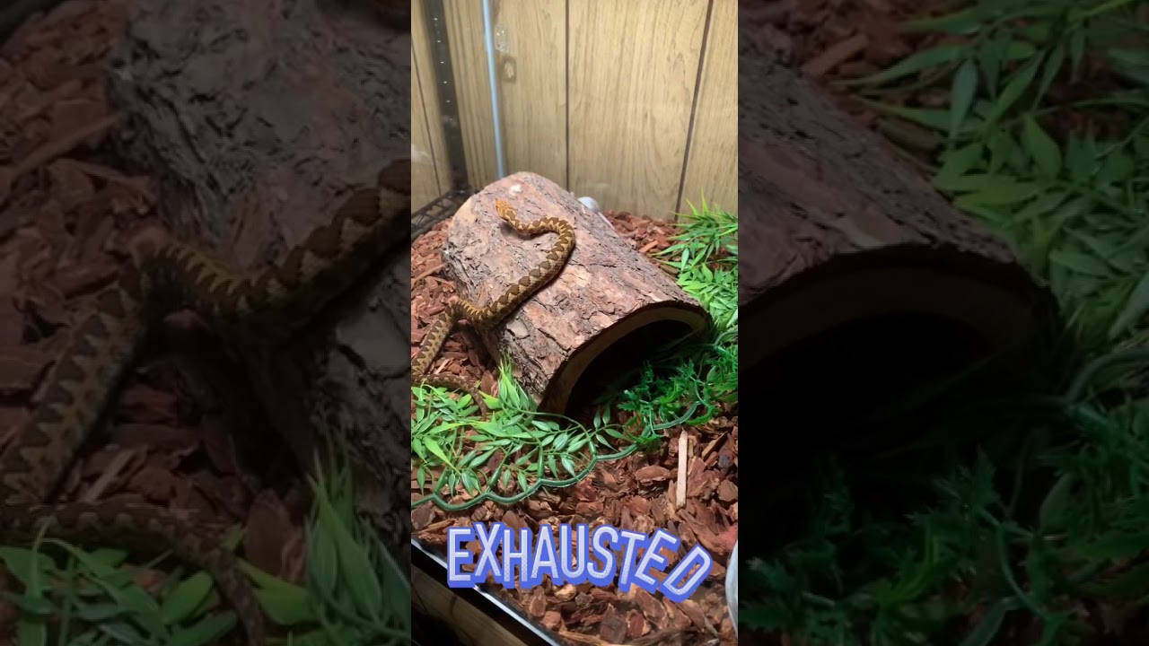Vipera ammodytes live feeding