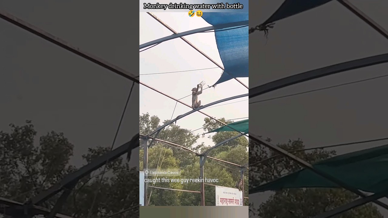 MONKEY DRINKING WATER FROM BOTTLE AND THEN THROWING IT DOWN LOL😆😆 | COMPLAISANT PLAY