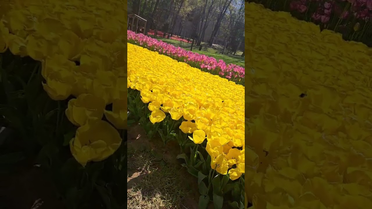 vi mostro col cuore un po di Istanbul tramite social...con grande affetto per chi non potrà andare 🤍