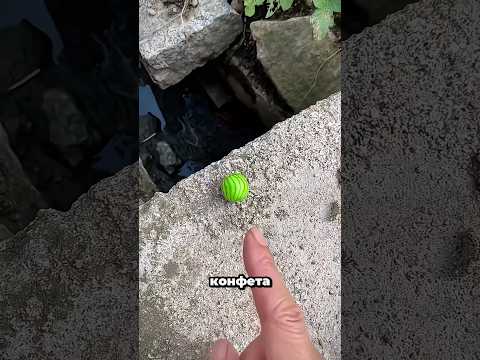 Ты не поверишь, сколько раз он уронил эту конфету! 🍬😱