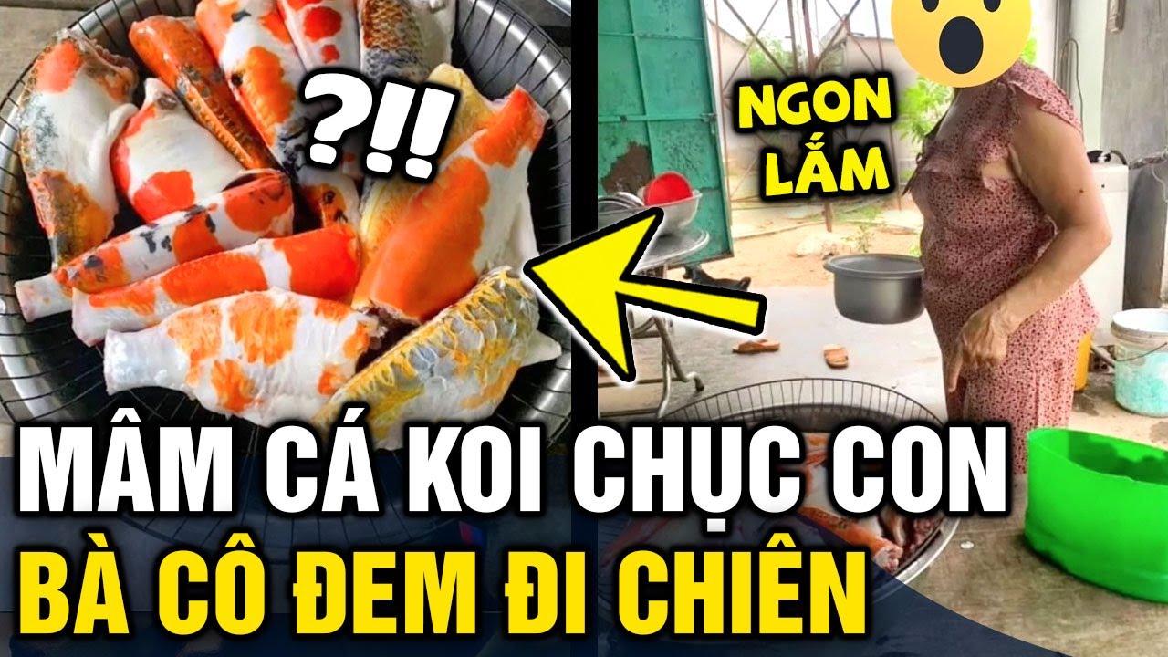 Hú hồn với 'MÂM CÁ KOI' hơn chục con được bà cô làm... - youtube