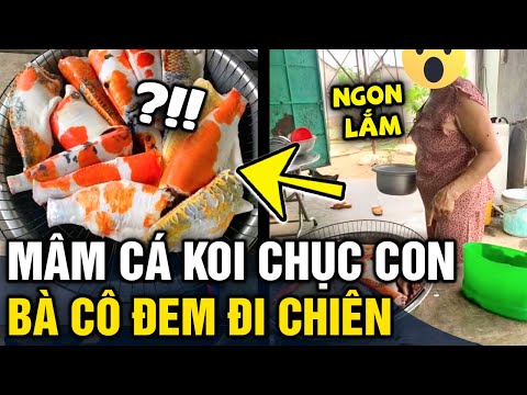 Video Hú hồn với 'MÂM CÁ KOI' hơn chục con được bà cô làm... - youtube