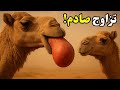 تزاوج الابل سر البالونة المرعبة ومعارك السيطرة الدموية 