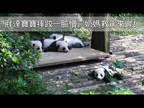 《熊貓早晚安》前有國際順一摔成名，後有胖達寶寶再摔一臉懵！ | iPanda
