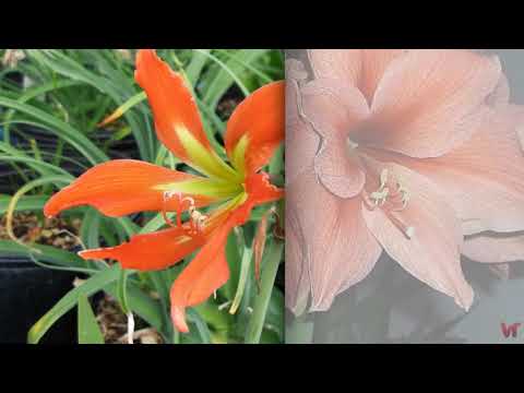 Video: Semená Hippeastrum (10 Fotografií): Reprodukcia Hippeastrumu. Ako Pestovať A Pestovať Hippeastrum Doma? Ako Vyzerajú Semená Hippeastrumu?