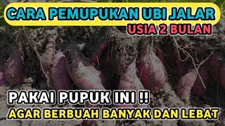 Cara pemupukan ubi jalar  Agar berbuah banyak dan besar. Pemupukan ubi jalar yang ke 2 usia 2 bulan