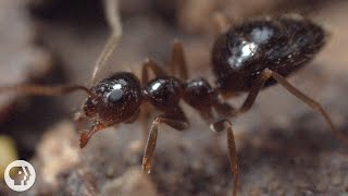 Winter is Coming For These Argentine Ant Invaders | Deep Look