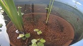 花菖蒲 ショウブ の育て方 日常管理 株分けpart2 Youtube