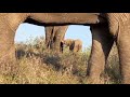 Orphaned albino elephant Khanyisa's walking adventures with the Jabulani Herd