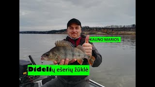 Didelių ešerių žūklė Kauno mariose.