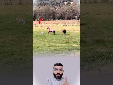 غضب الأم أشعل اللحظة والخيل واجه الهجوم بثبات وقوة 