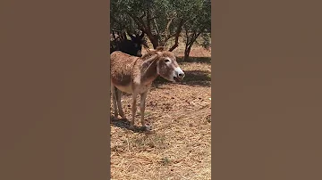 صوت حمار غريب 