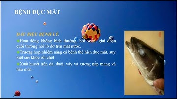 Bệnh cá điên hay còn gọi là lồi mắt trên cá bớp #cábớp @krishnguyen8542 #bệnhlồimắt