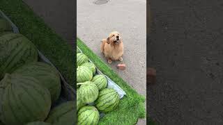 Golden Retriever Trade Time #shorts #dogs
