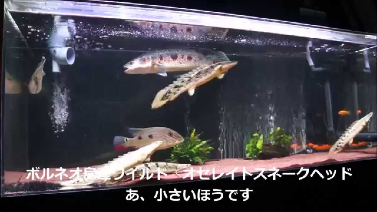 我が家の1cm水槽part 2 Youtube