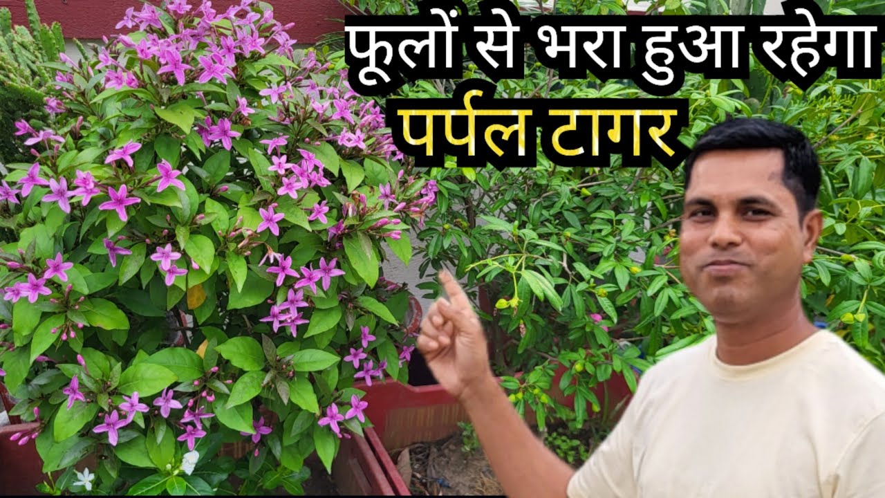 How to get Maximum flowers in Purple Tagar or Shooting Star