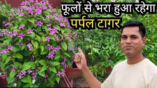 How to get Maximum flowers in Purple Tagar or Shooting Star