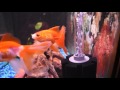 Oranda power parlons de la filtration