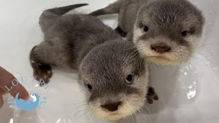 カワウソの赤ちゃん、お風呂でお水に慣れる練習中！　Otter baby practice swimming in the basin