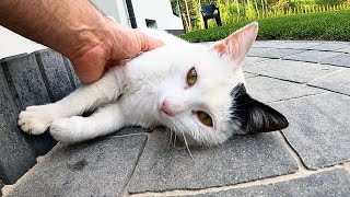 Białaska, a cat that lives in the forest but constantly visits me