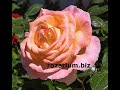 обрезка розы весной, питомник роз полины козловой - rozarium.biz,  spring pruning of garden roses