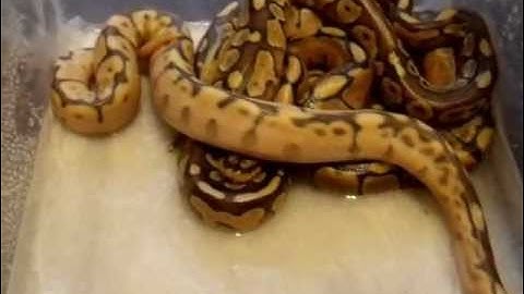 Ball python hatchlings update