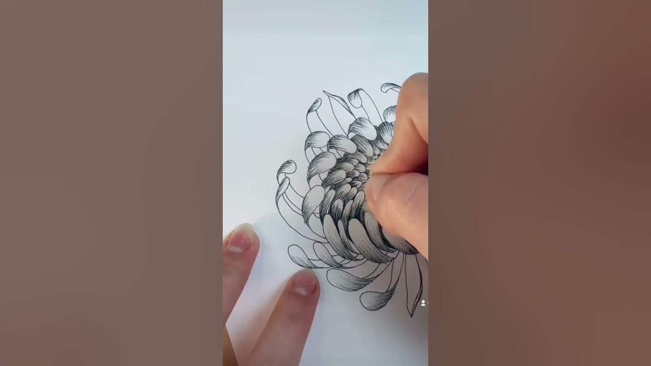 How to draw the chrysanthemum flower! // pen & ink botanical drawing