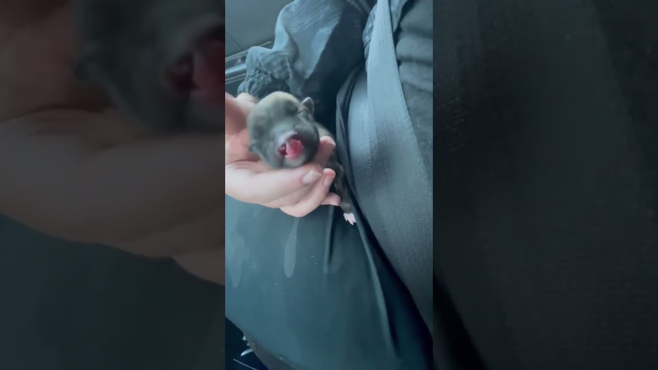 URGENT: 75 Special Needs & Orphaned Puppies Need Lifesaving Supplies & Care We Can No Longer Afford