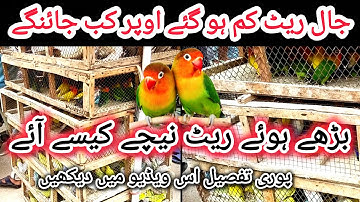 Jal Rate Kam Kaise Ho Gaye | Jal Rate Update | Lalukhet Birds Market | Cheapest Birds Market