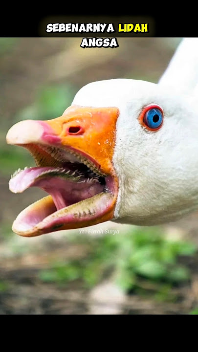 BENTUK MENYERAMKAN LIDAH HEWAN #fitrahsurya #shorts