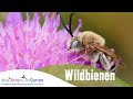 Mehr arten im garten  wildbienen  folge 1