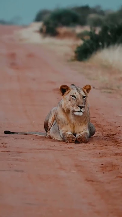 Wild animals #nature #savana #shorts