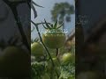 ما ه‍رالمعيقلي #قوالب_قران_كريم #قوالب_حسين_الزائري #ماهر_المعيقلي