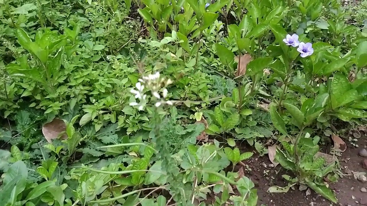 Bunga Kacang Mirip Bunga Kumis Kucing - YouTube