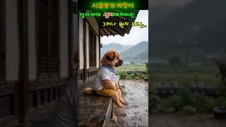 장마비에 센치해져버린 짜장이..으헤헤