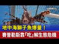 地中海獅子魚爆量！  賽普勒斯靠「吃」解生態危機