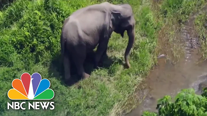 Elephant Herd On 300-Mile Trek In China Captivate Millions - DayDayNews