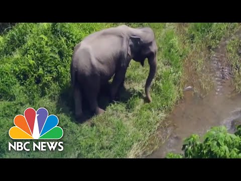 Elephant Herd On 300-Mile Trek In China Captivate Millions.