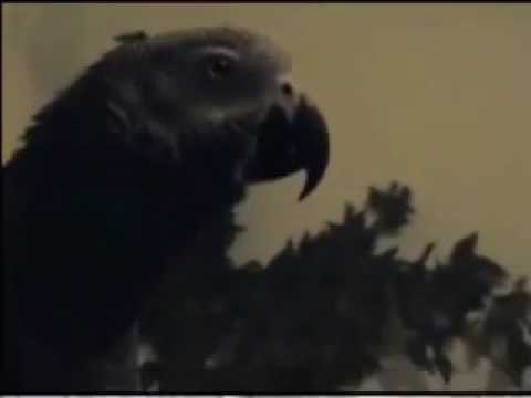 66 THE African Grey! Ruby, The Swearing Parrot  X Rated Parrot   1