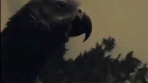 66 THE African Grey! Ruby, The Swearing Parrot  X Rated Parrot   1