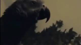 Celebrity 66 THE African Grey! Ruby, The Swearing Parrot  X Rated Parrot   1 Net Worth