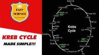 Krebs Cycle (TCA Cycle Or Citric Acid Cycle) - Trick How To Remember Krebs Cycle FOREVER!! - Urdu