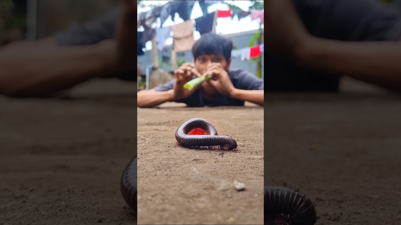It’s proven that cherry and the sound of trumpets are highly effective in attracting millipede