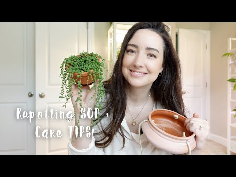 How to Repot String of Pearls plant + Care Tips! | Chatty repot with me!