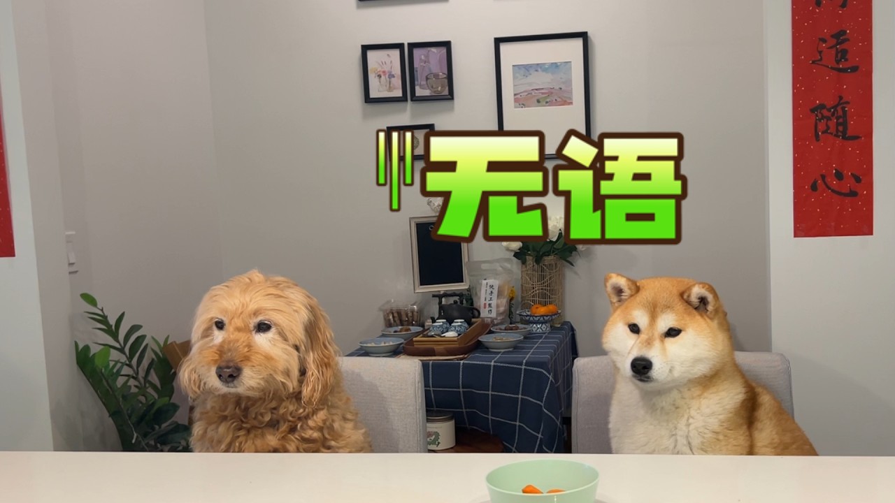 皮皮的老朋友柴火妞摩卡来访