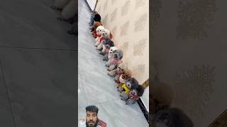 funny videos 😹😹 #factshorts #hashtag #pets #comedy #funny #ytshorts #cute #pets #comedy #oggy