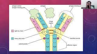 Monoclonal antibodies-I Monoclonal antibodies-I