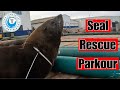 Seal Rescue Parkour