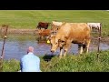 Unbelievable Footage Shows Cow Asking Man To Save Calf